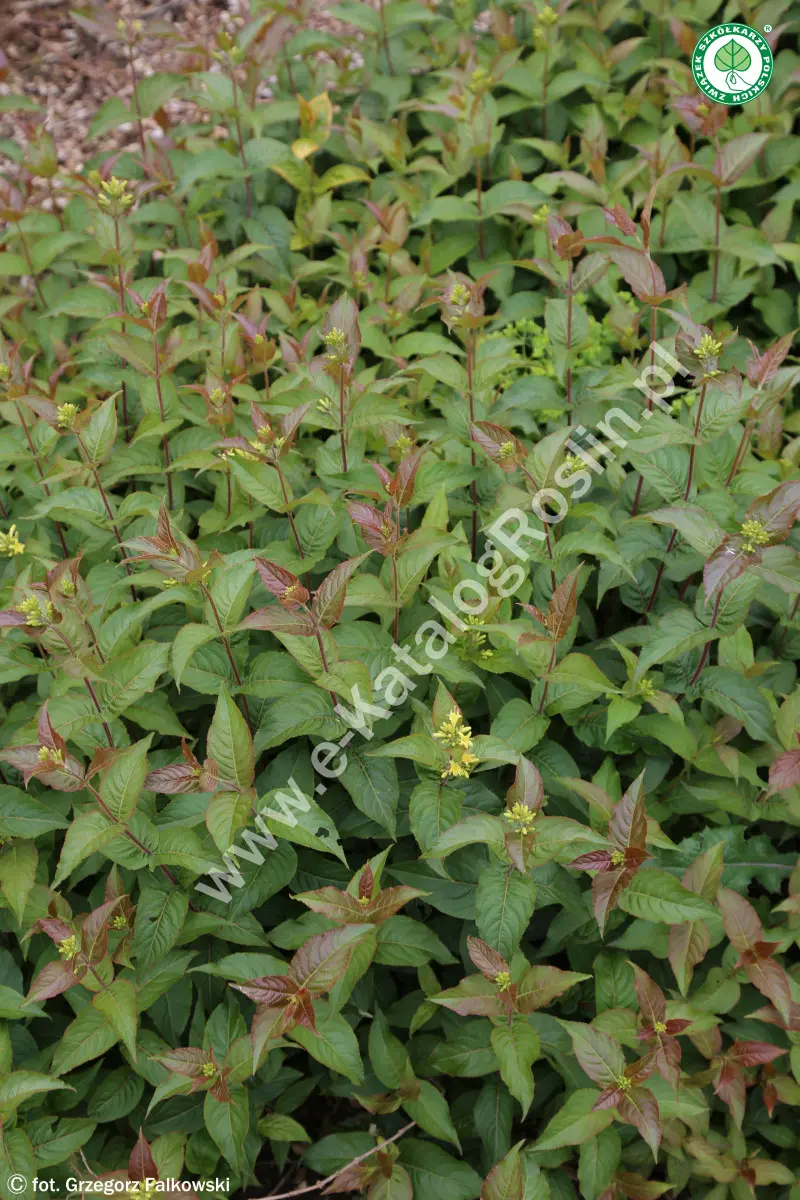 Zadrzewnia nadbrzeżna ‘Troja Black’