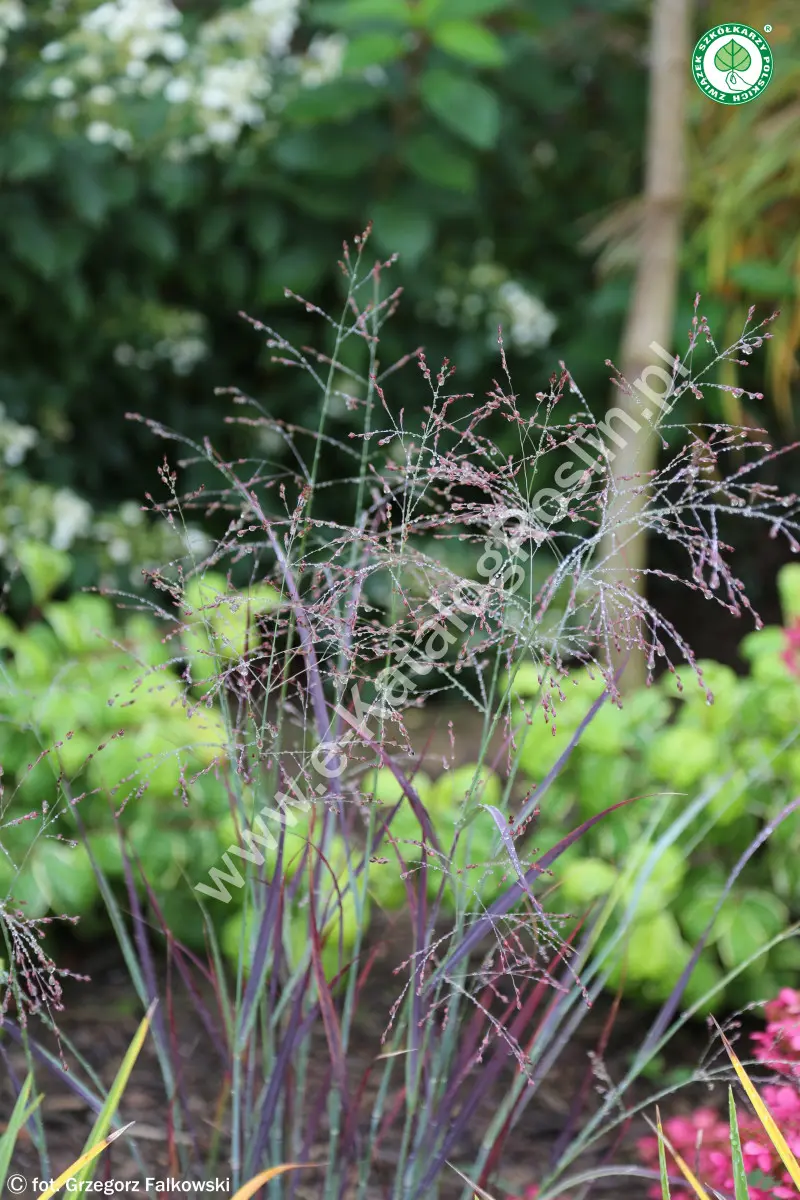 Proso rózgowate ‘Nosferatu’ - kwiatostany