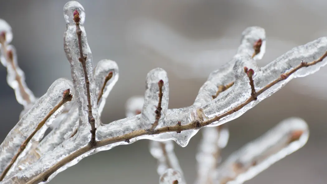 Jak mróz wpływa na zimujące szkodniki?