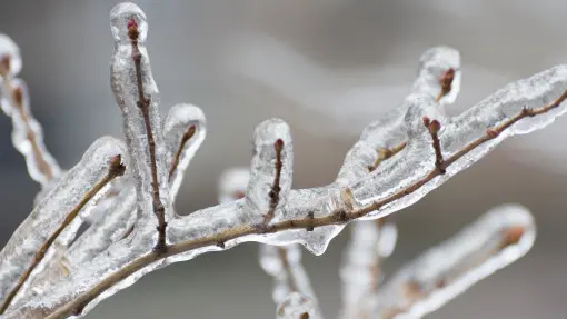 Czy silny mróz w zimie zabija szkodniki? Fakty i mity