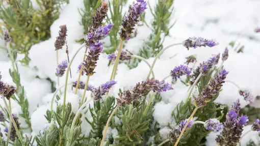Ta lawenda nie przetrwa zimy w ogrodzie. Przemarznie na 100%
