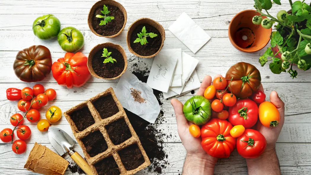 Uprawa pomidorów z nasion – kolorowe pomidory różnych odmian, tacka z ziemią, sadzonki w doniczkach, nasiona i narzędzia ogrodnicze na białym stole.