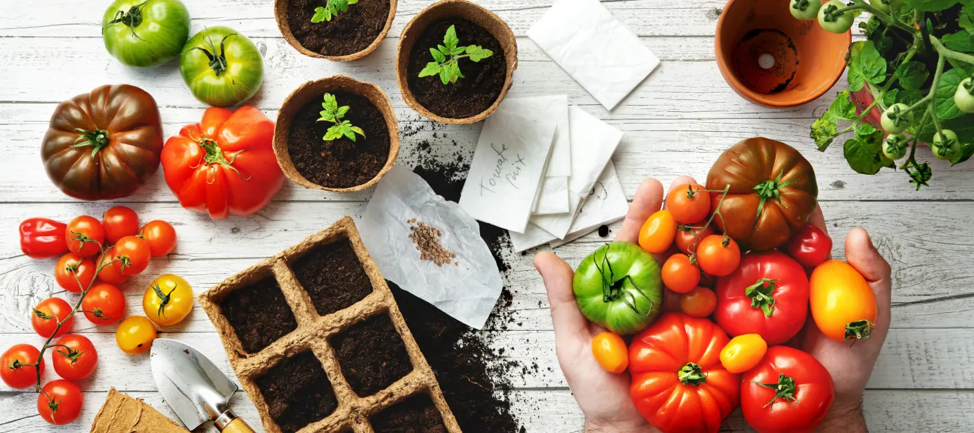 Jak wyhodować pomidory z nasion – sadzonki, nasiona i dojrzałe owoce różnych odmian