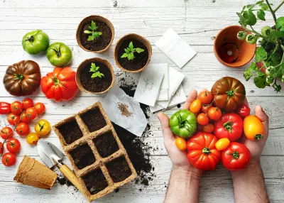 Jak uprawiać pomidory z nasion? TOP 10 polecanych odmian i poradnik krok po kroku 