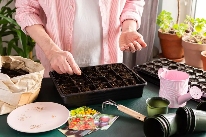 Wysiew nasion pomidorów do wielodoniczki w domu – ręce osoby w różowej koszuli przygotowują rozsady na wiosenny sezon.