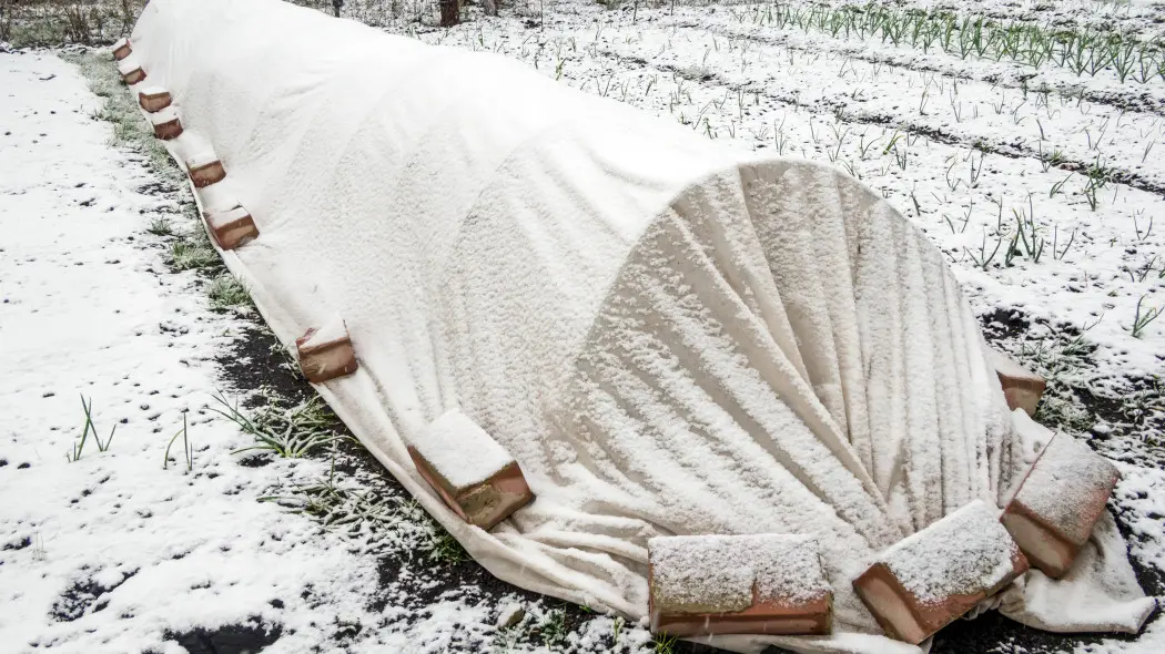 Sposoby na wcześniejsze plony warzyw
