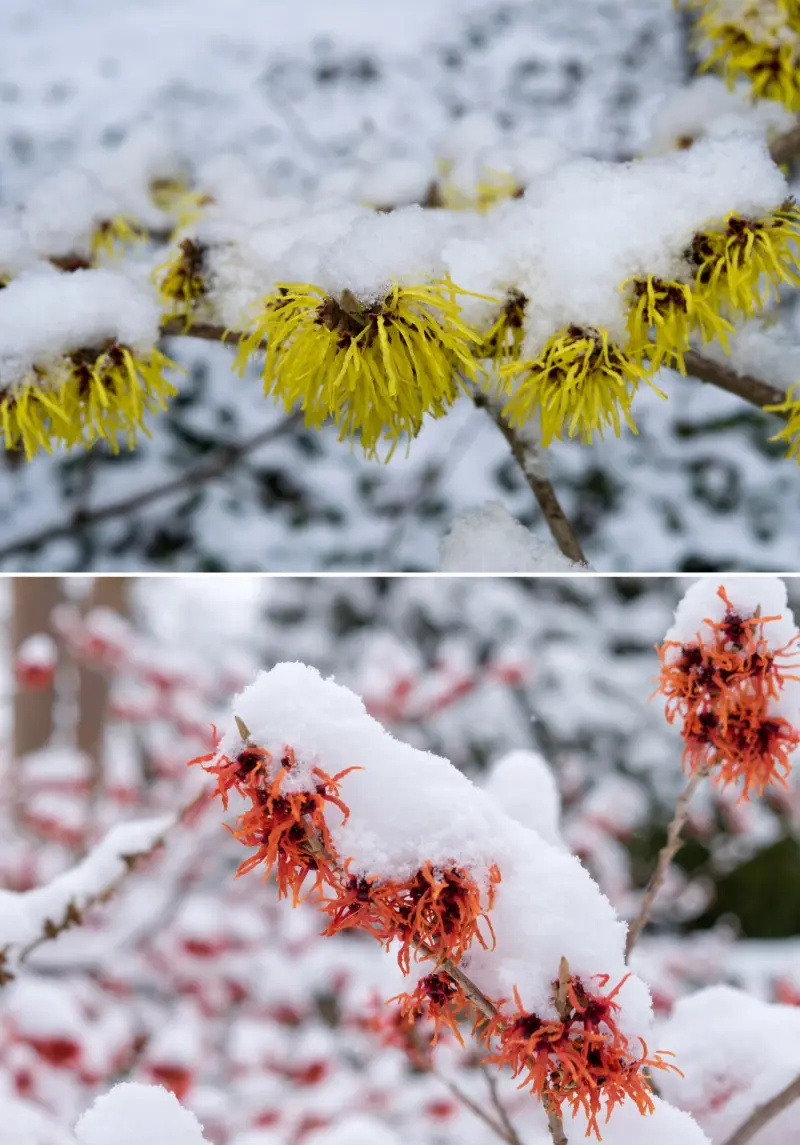 Oczary - zimowi czarodzieje ogrodu