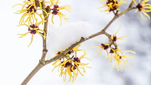 Jakie krzewy kwitną w śniegu? To zimowi czarodzieje ogrodu