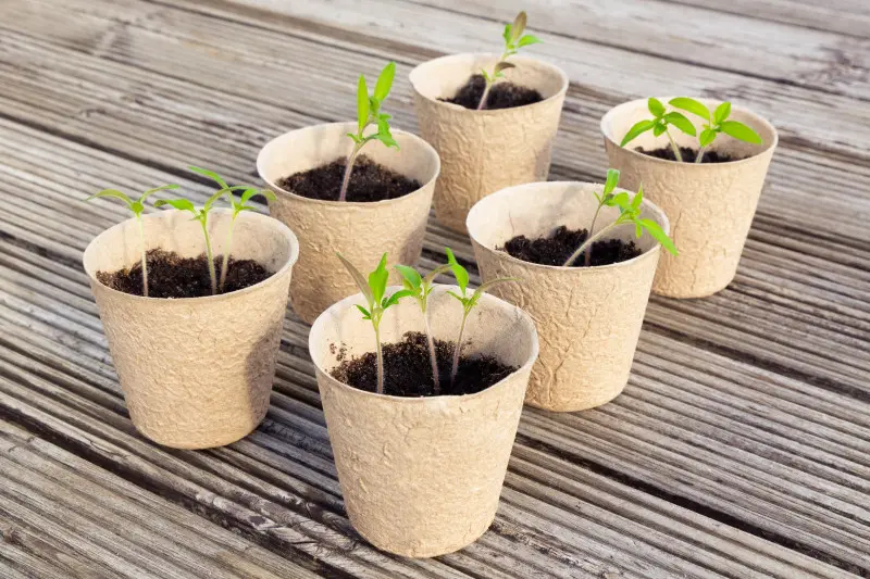 Ekologiczne doniczki torfowe z młodymi sadzonkami – biodegradowalna alternatywa dla plastiku w uprawie roślin.