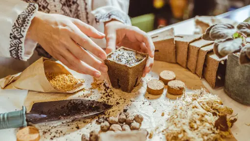 Jak przygotować nasiona do siewu? Metody na zapobieganie chorobom i gniciu