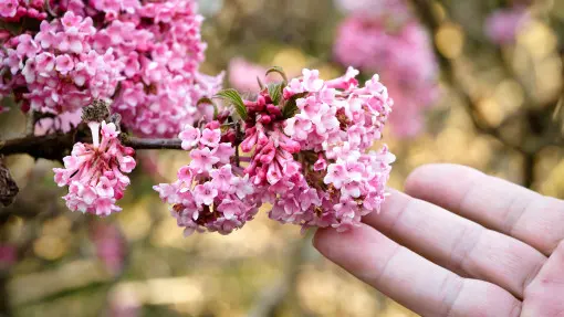 Zimowa kalina kwitnie jako pierwsza i pięknie pachnie