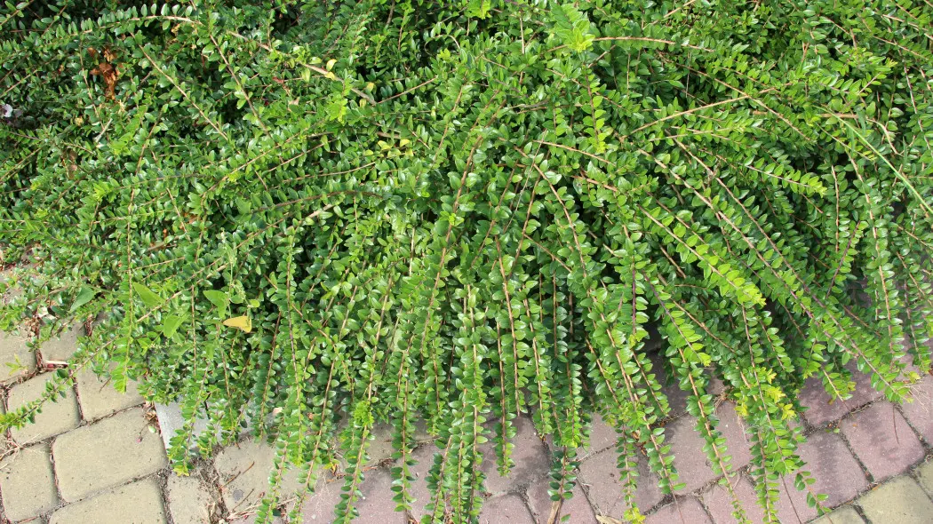 Przypomina bukszpan, ale jest odporniejszy