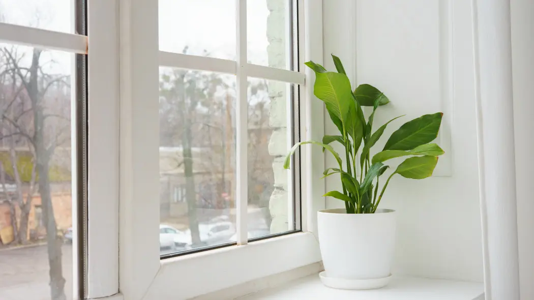 Skrzydłokwiat nie przetrwa zimy, jeśli nie zmienisz tych 5 rzeczy