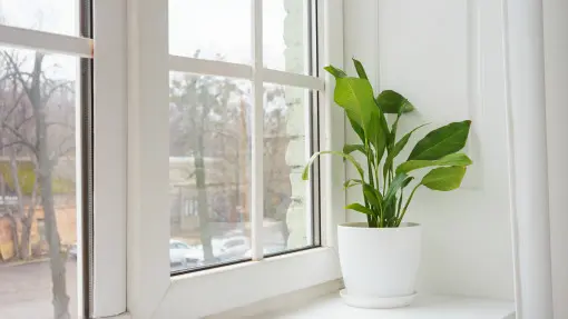 Skrzydłokwiat nie przetrwa zimy, jeśli nie zmienisz tych 5 rzeczy