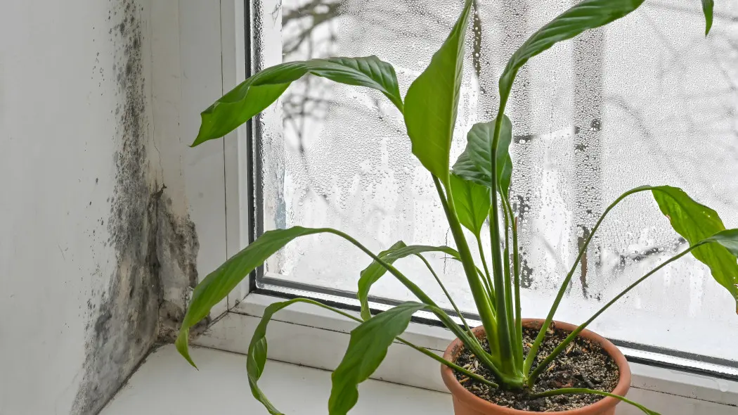 Wilgoć na oknach i czarne kropki w rogach – co to znaczy i jak to zmienić