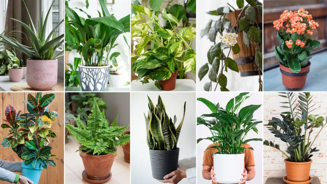 Domowe rośliny doniczkowe - trendy na sezon 2026