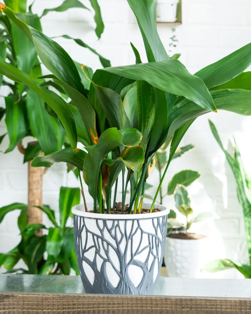 Aspidistra - trendy 2026