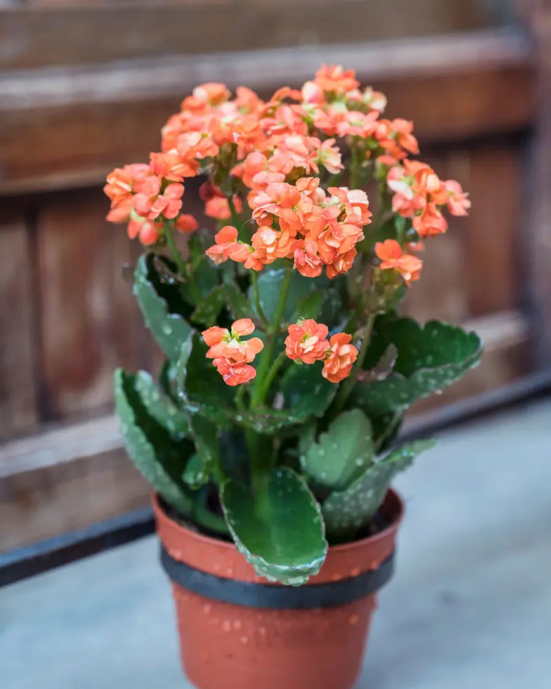 Kalanchoe - trendy 2026