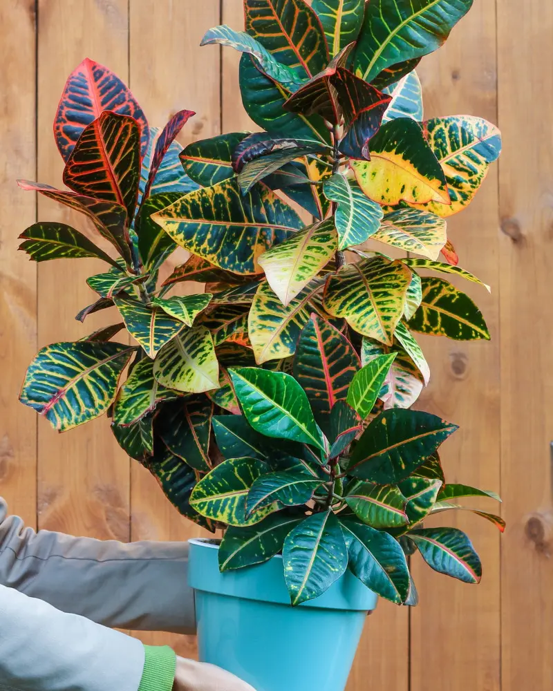 Kroton - trendy 2026