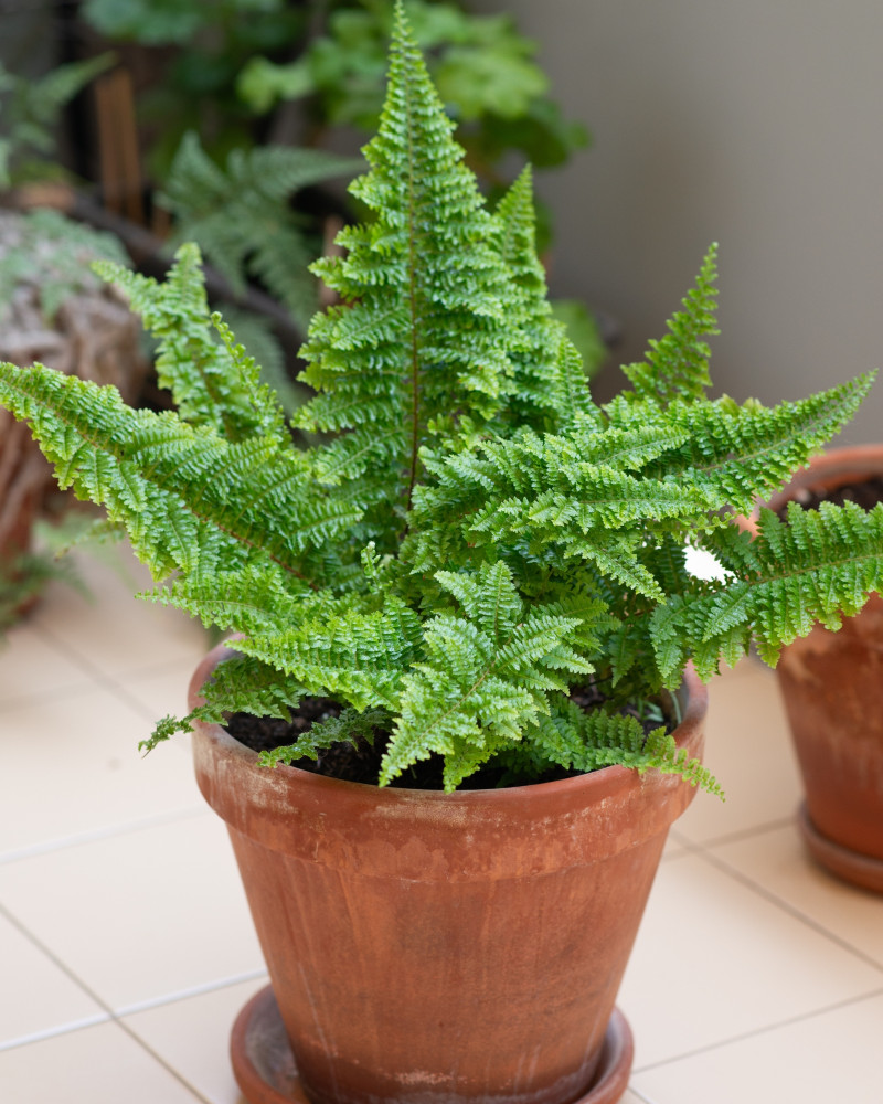 Paprotka - trendy 2026