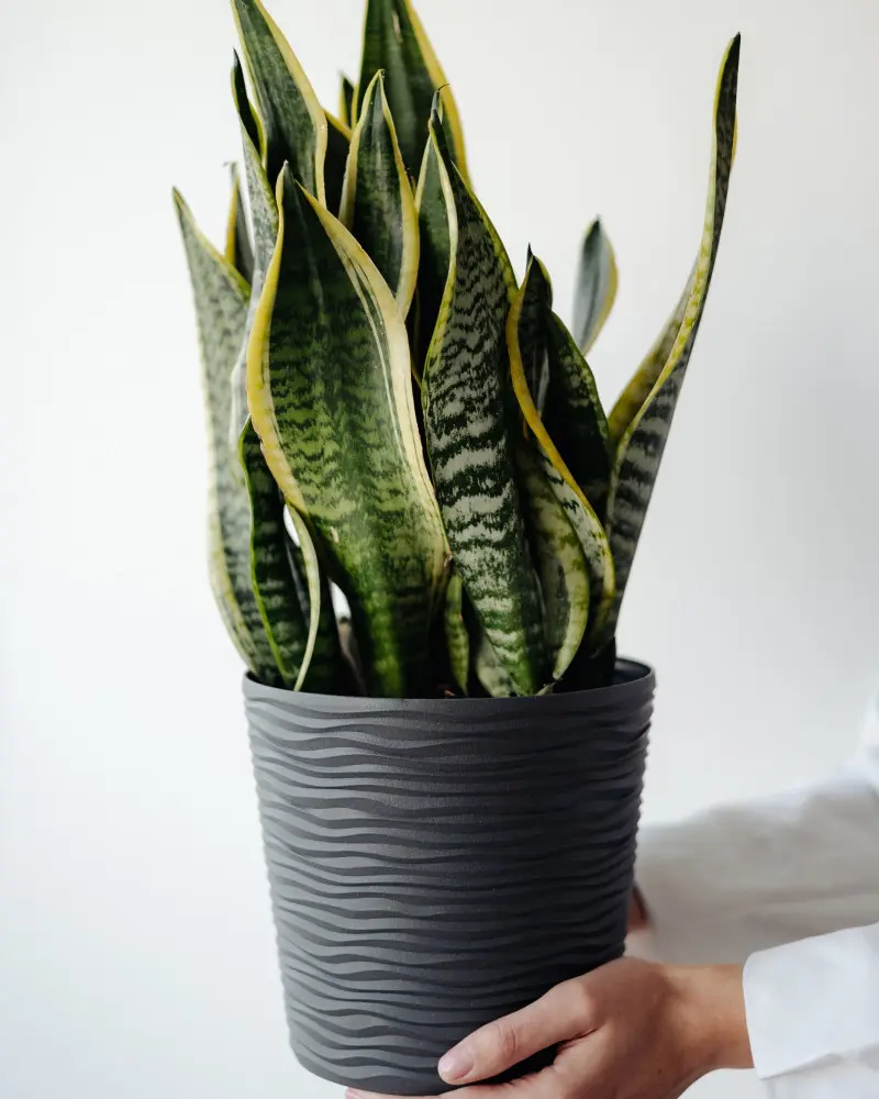 Sansevieria - trendy 2026