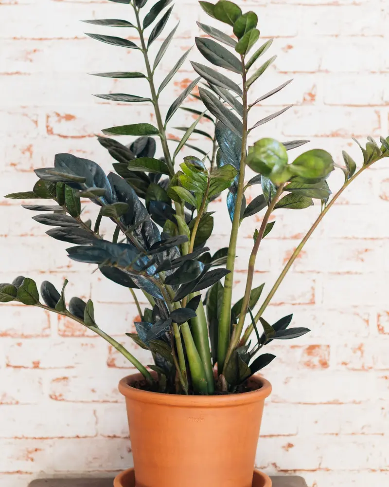 Zamiokulkas - trendy 2026