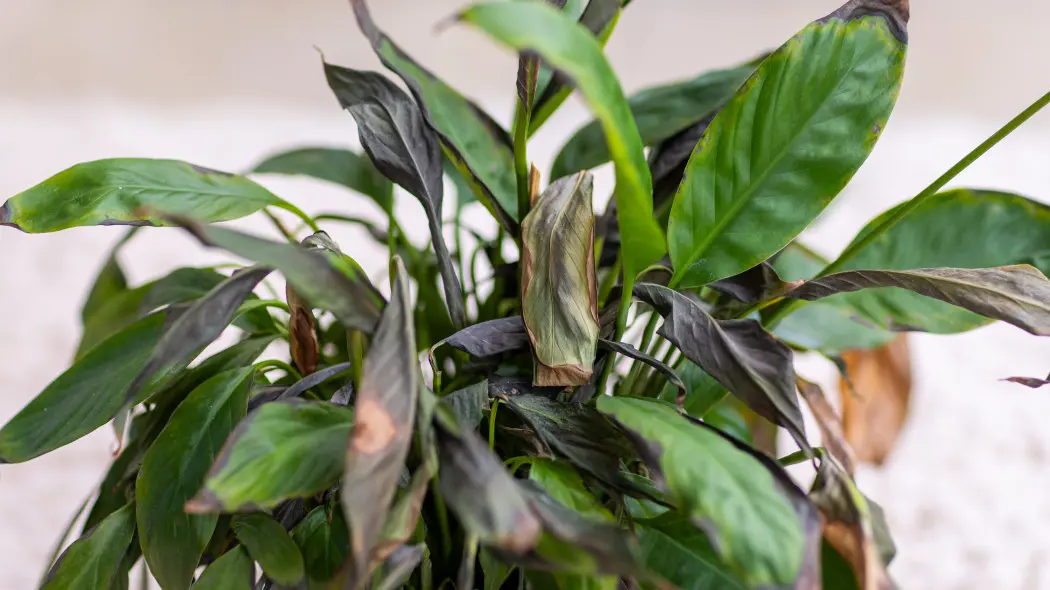 Skrzydłokwiat po zimie wygląda źle