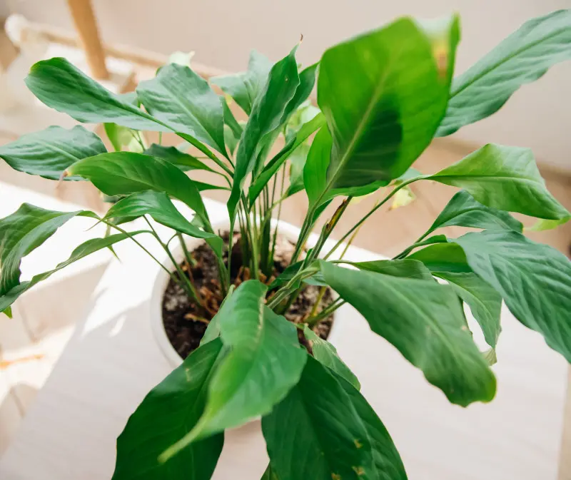 Skrzydłokwiat po zimie wymaga odpowiedniej pielęgnacji