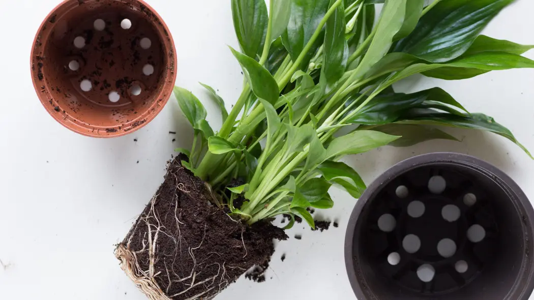 Dzielenie skrzydłokwiatu krok po kroku – jeden okaz, dwie rośliny