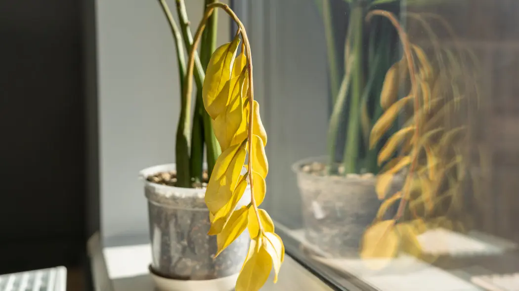 Zamiokulkas marnieje zimą