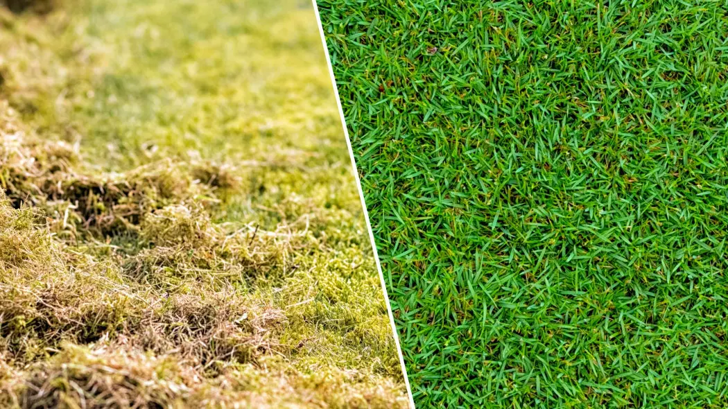 Nie walcz z mchem ręcznie. Oto skuteczny sposób bez grabi