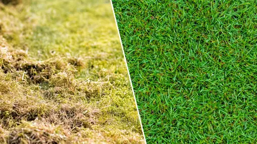 Masz dość mchu na trawniku? Nie czekaj z interwencją