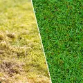 Masz dość mchu na trawniku? Nie czekaj z interwencją