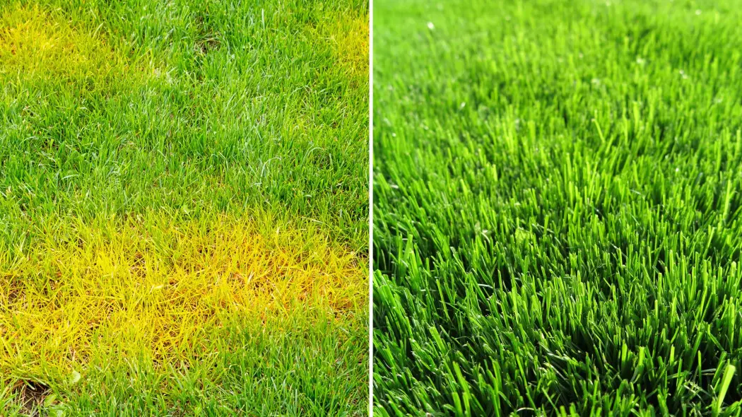 Zielony trawnik w 4 dni