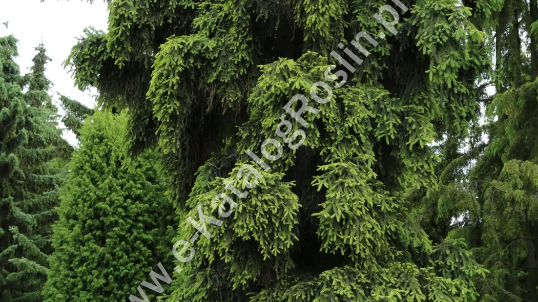 Świerk pospolity (Picea abies) ‘Rothenhaus’ – iglaste drzewo w ogrodzie