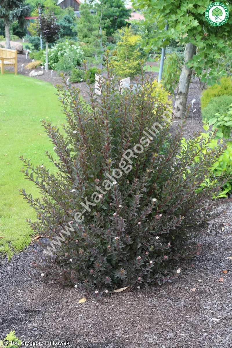 Pęcherznica kalinolistna LITTLE DEVIL ‘Donna May’