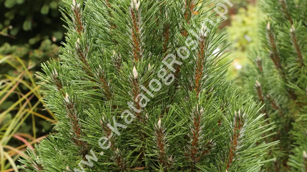 Sosna czarna ‘Komet’. Krzew iglasty w ogrodzie