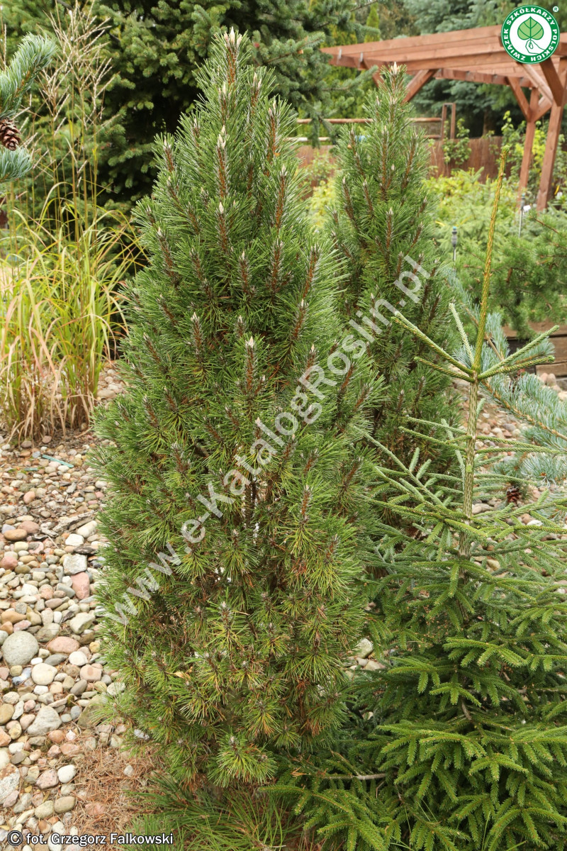 Sosna czarna ‘Komet’