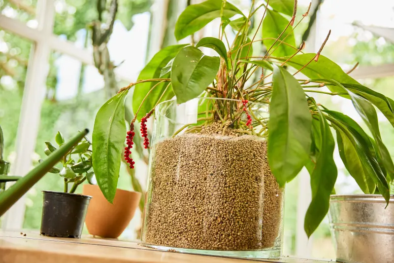 Granuplant jako podłoże do uprawy