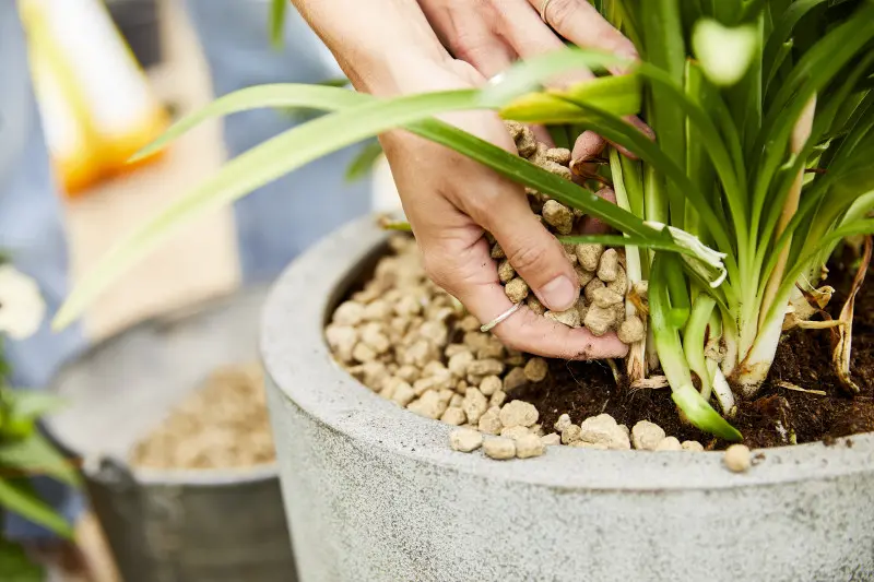 Granuplant jako ozdobna warstwa wierzchnia w doniczce