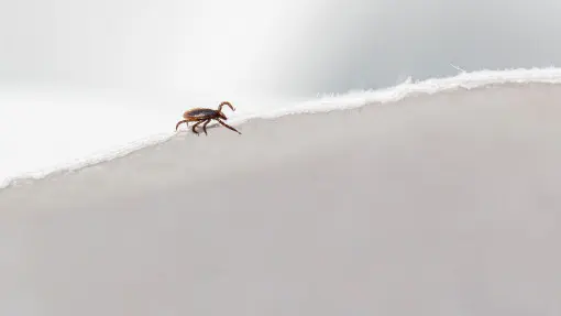 Sądzisz, że mróz zabije komary i kleszcze? Ekspert wyjaśnia, dlaczego tak się nie stanie