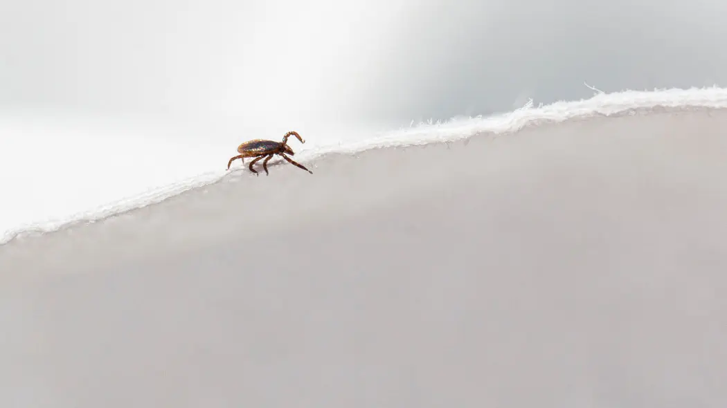 Silne mrozy nie oznaczają końca problemów z komarami i kleszczami