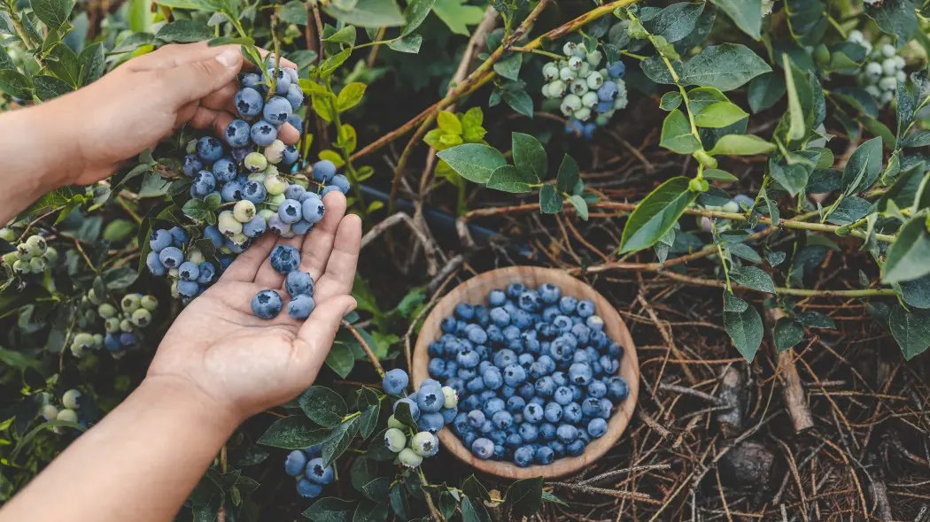 Borówka marnieje mimo pielęgnacji? Powód najczęściej jest niewidoczny