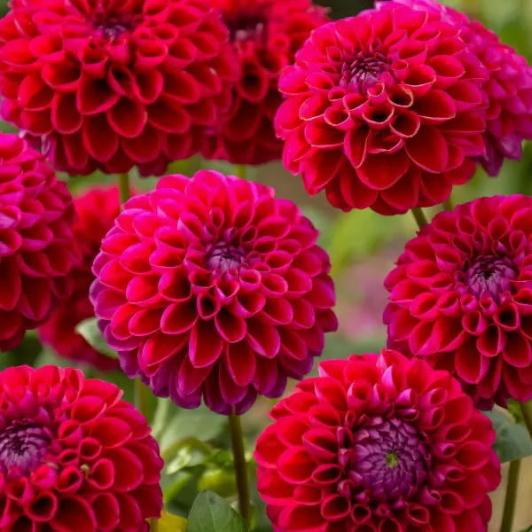 Dalia Amethyst Summer