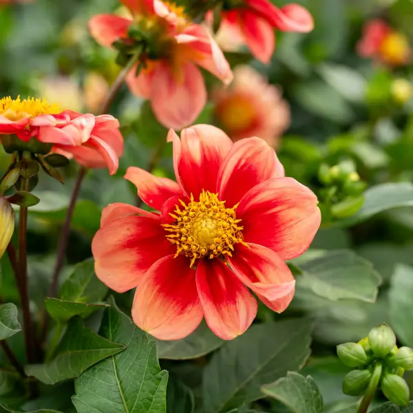 Dalia Apricot Crumble