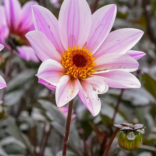 Dalia Bishop of Dover