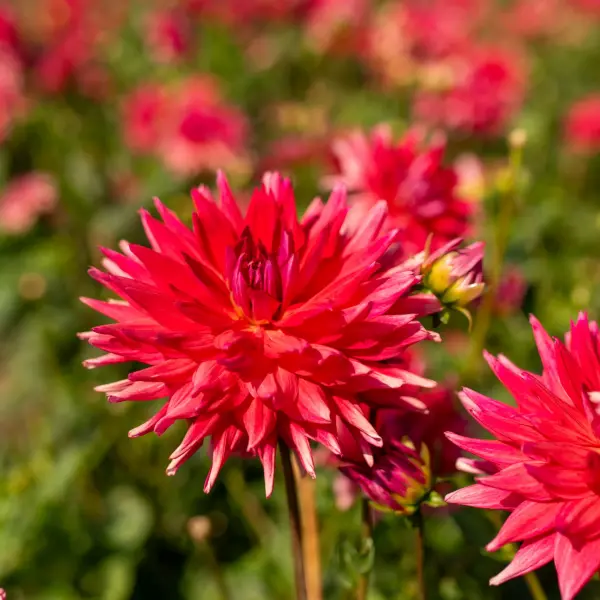 Dalia Blackberry Wine