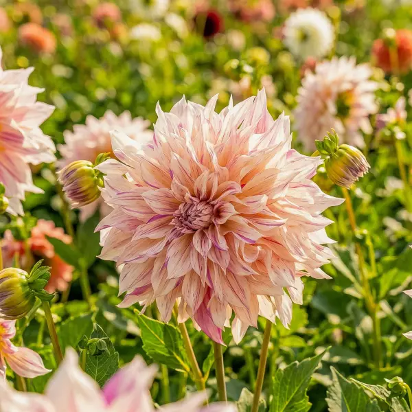 Dalia Café au Lait Twist