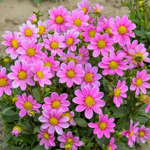 Dalia Memory of a Rose