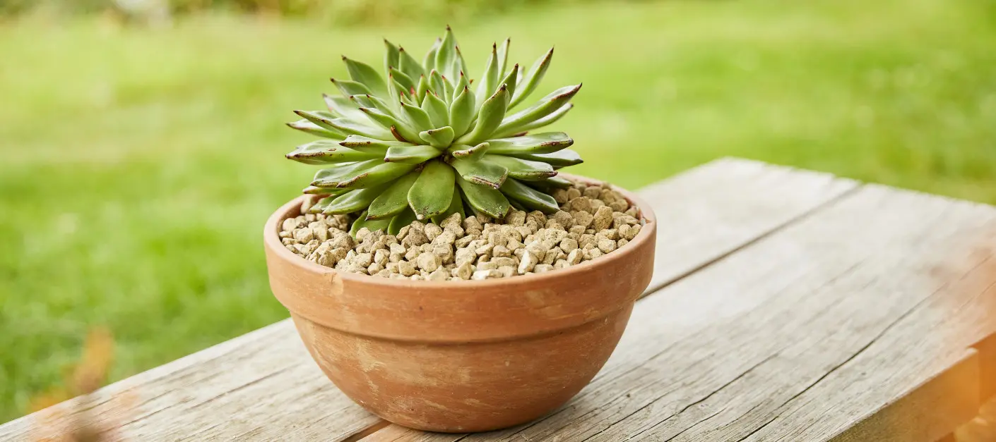 Szukasz alternatywy dla tradycyjnej ziemi Ten granulat ze skały wulkanicznej ma aż 4 zastosowania